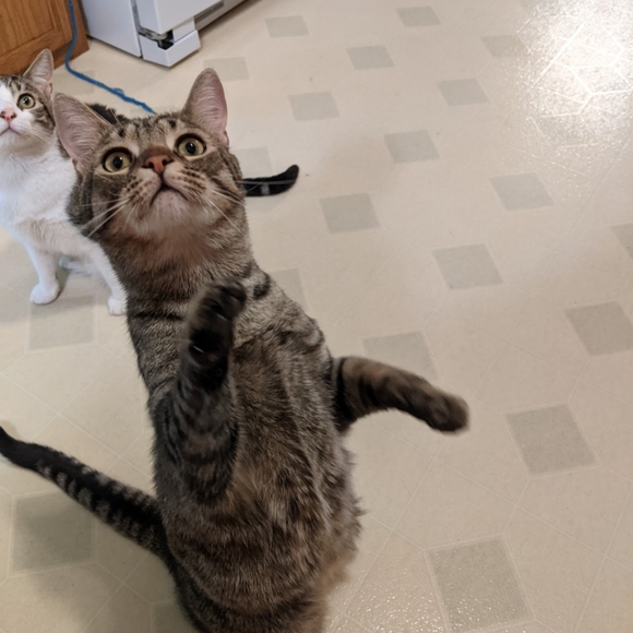 NOT FOR SALE - Picture 9 of 12